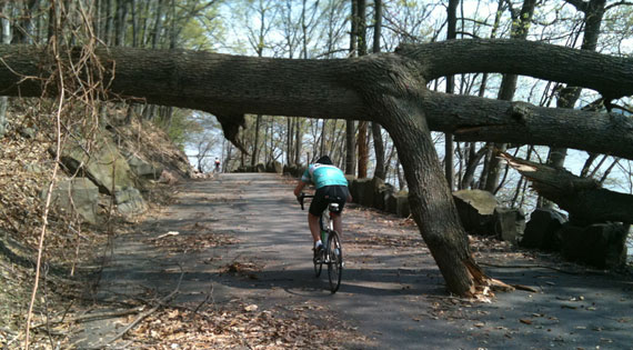 Recent storms have uprooted hundreds of mature trees on New Jersey's "River Road." Photo: Charles Komanoff