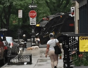 An Action Carting worker drives against traffic on Greenwich Street in Tribeca. Photo: Jennifer Aaron