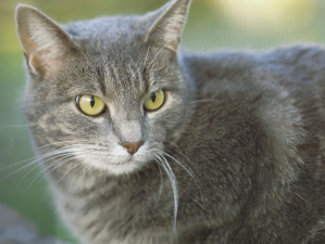 Not the cat in question ... or is it?