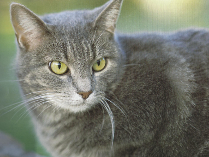 Not the cat in question ... or is it?