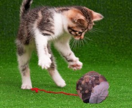 We're the cat.
