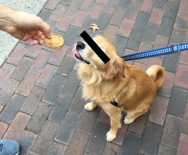 Who's a good boy?